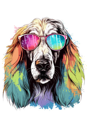 Afghan Hound