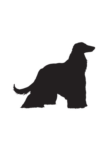 Afghan Hound