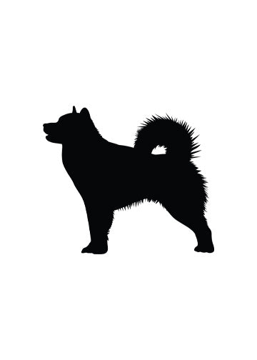 Alaskan Malamute