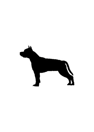 American Staffordshire Terrier