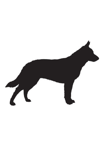 Australian Cattle Dog