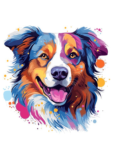 Australian Shepherd