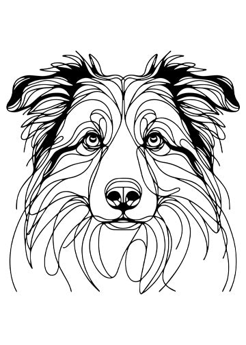 Australian Shepherd