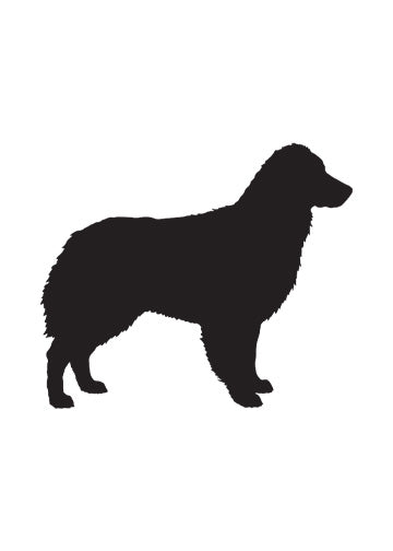 Australian Shepherd