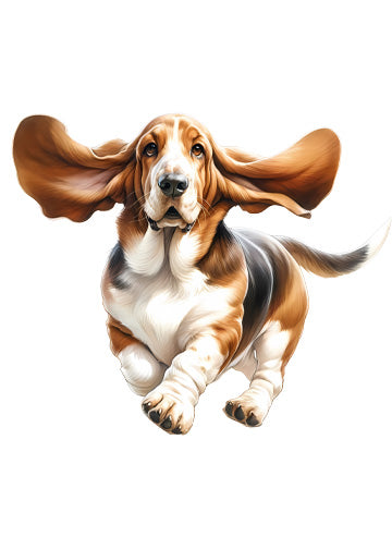 Basset Hound