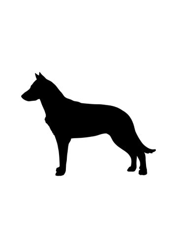 Beauceron