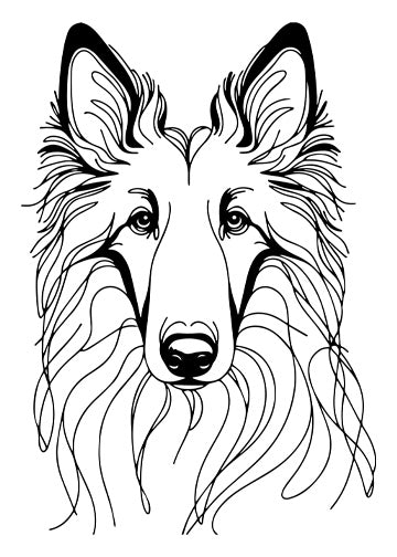 Belgian Sheepdog