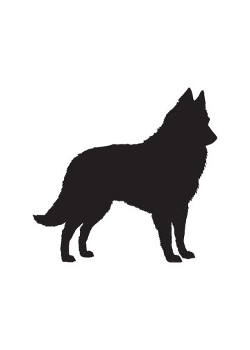 Belgian Sheepdog