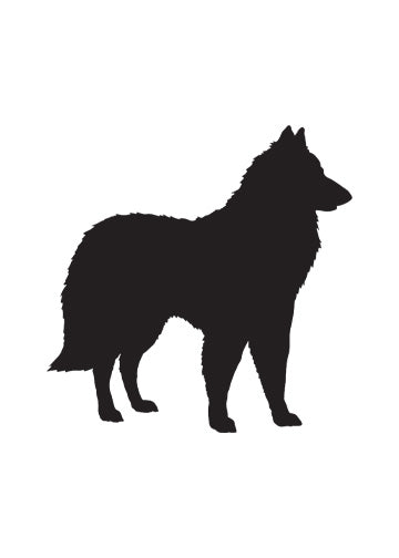 Belgian Tervuren