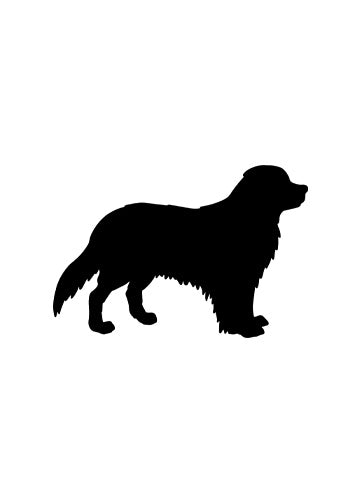 Bernese Mountain Dog