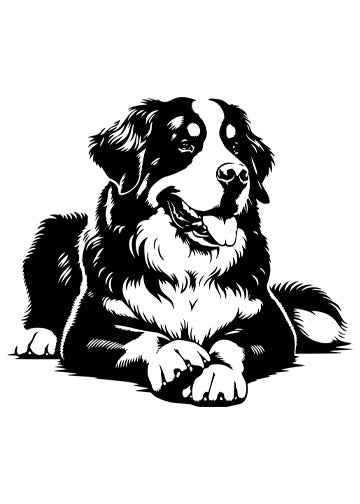 Bernese Mountain Dog