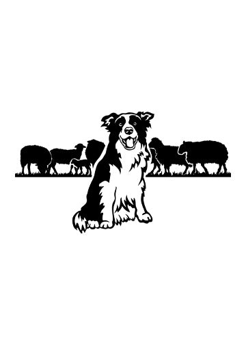 Border Collie