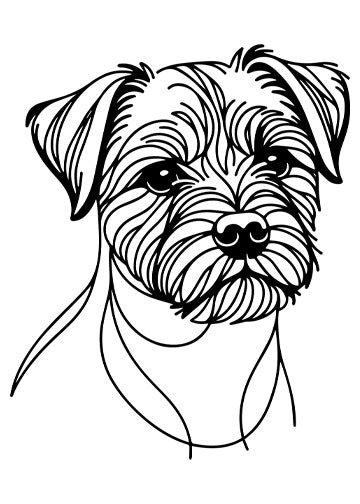 Border Terrier