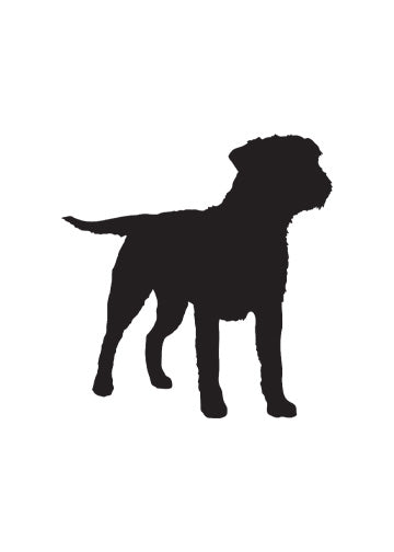 Border Terrier