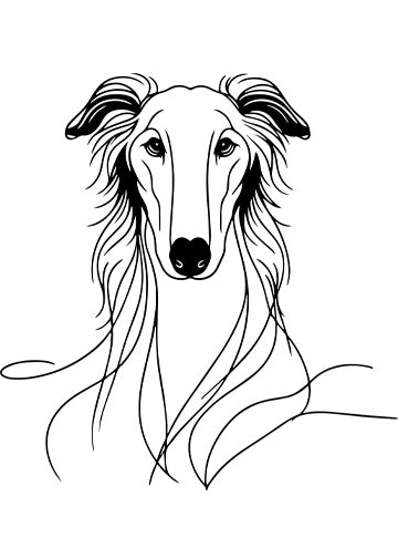 Borzoi