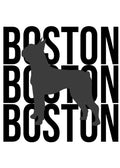Boston Terrier