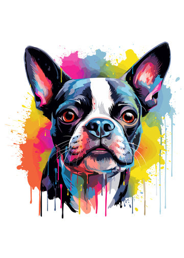 Boston Terrier