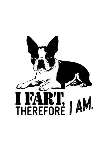 Boston Terrier