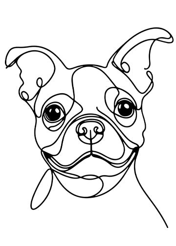 Boston Terrier