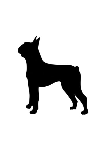 Boston Terrier