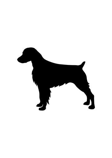 Brittany Spaniel