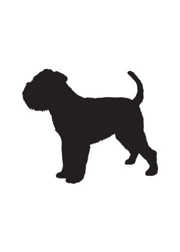 Brussels Griffon