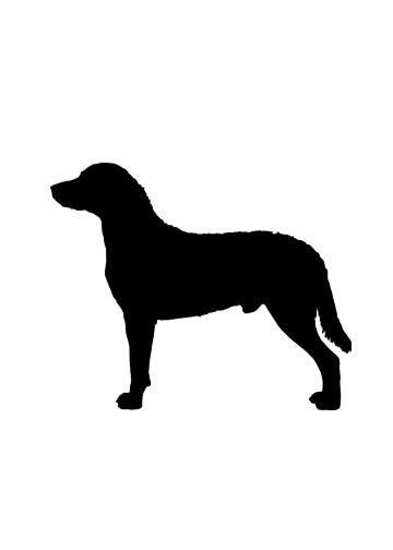 Chesapeake Bay Retriever