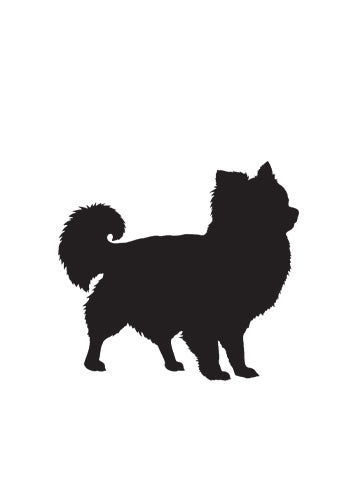 Chihuahua (Long Haired)