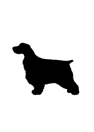 Cocker Spaniel (English)