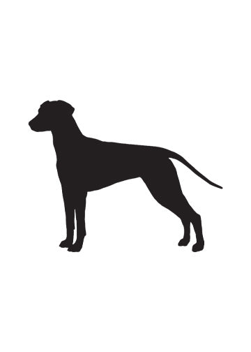 Dalmatian