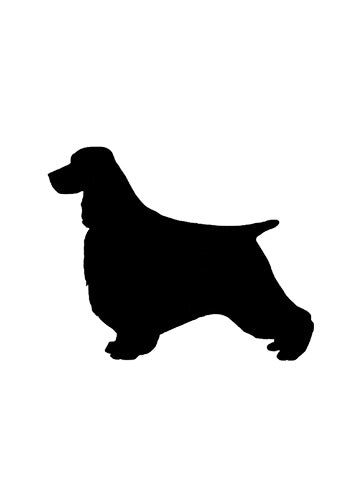 English Springer Spaniel