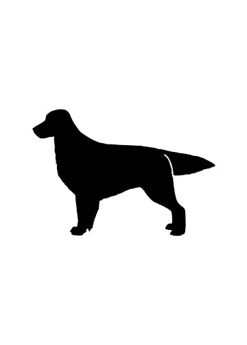 Flat-Coated Retriever
