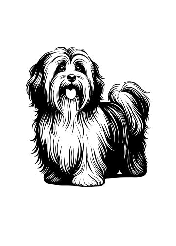 Havanese