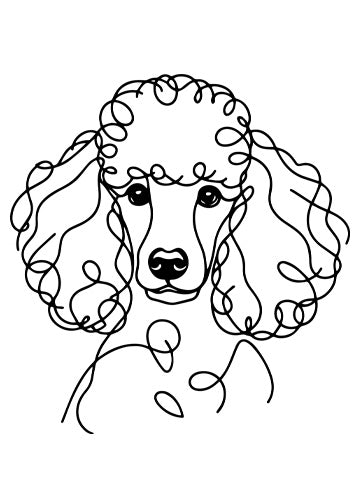 Poodle
