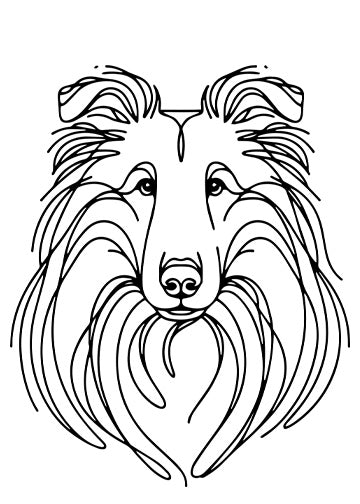 Rough Collie