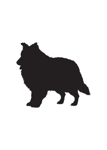 Rough Collie