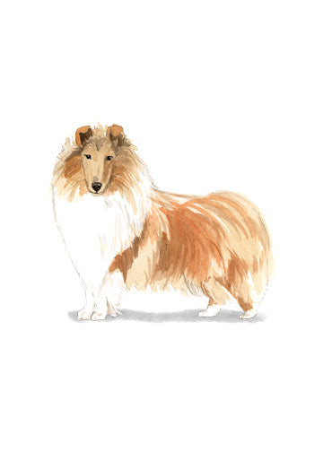 Rough Collie