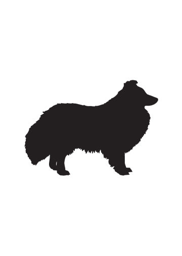 Shetland Sheepdog