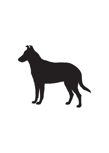 Smooth Collie